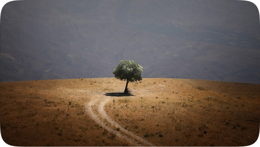 تیم حرفه‌ای